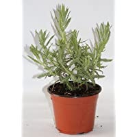 Lavanda dentata (Maceta 10-5 cm Ø) - Planta viva - Planta aromatica